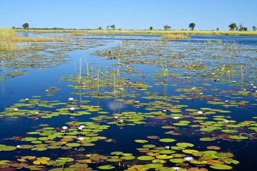 Moremi Game Reserve (Botswana) - Nénuphars sur l'Okavango, secteur de Xakanaxa(VO-25-0893 E.jpg)